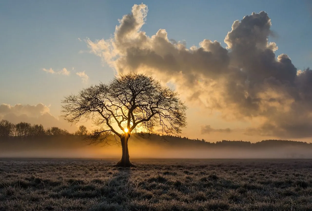 lone-tree-1934897-1280-aoj8.jpg