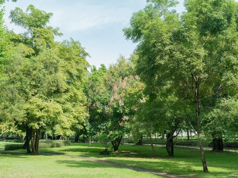 Park 46005