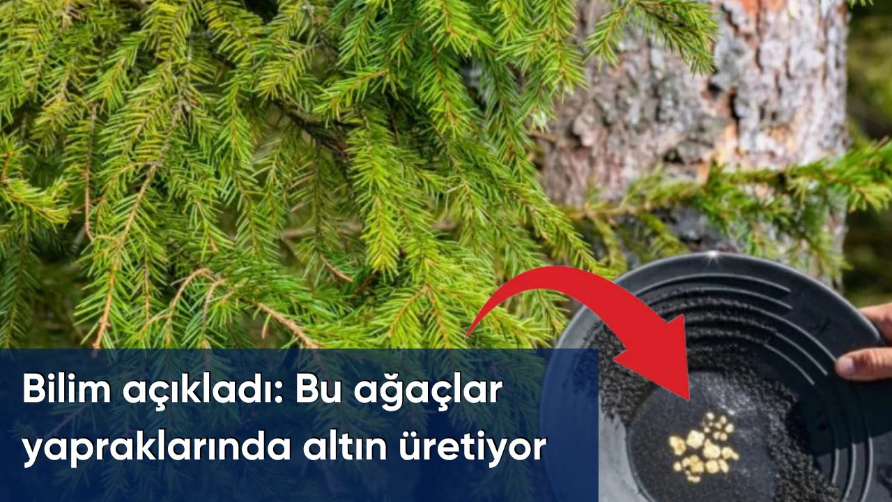 Bilim açıkladı: Bu ağaçlar yapraklarında altın üretiyor
