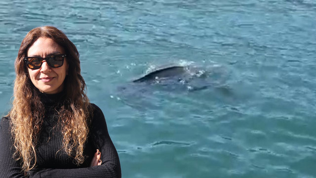Rize'de deri sırtlı deniz kaplumbağası görüldü