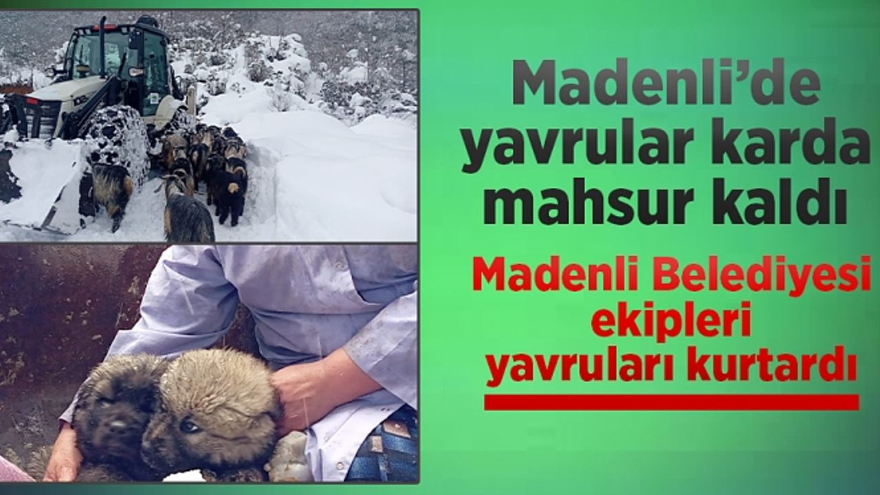 Çayeli'nde karda mahsur kalan "yavrular" kurtarıldı