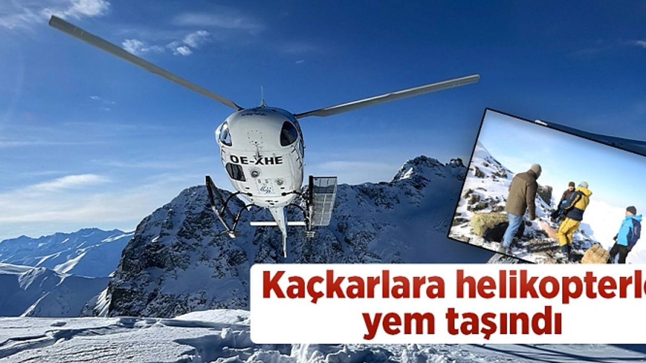 Çengel boynuzlu dağ keçileri için Kaçkarlara helikopterle yem taşındı