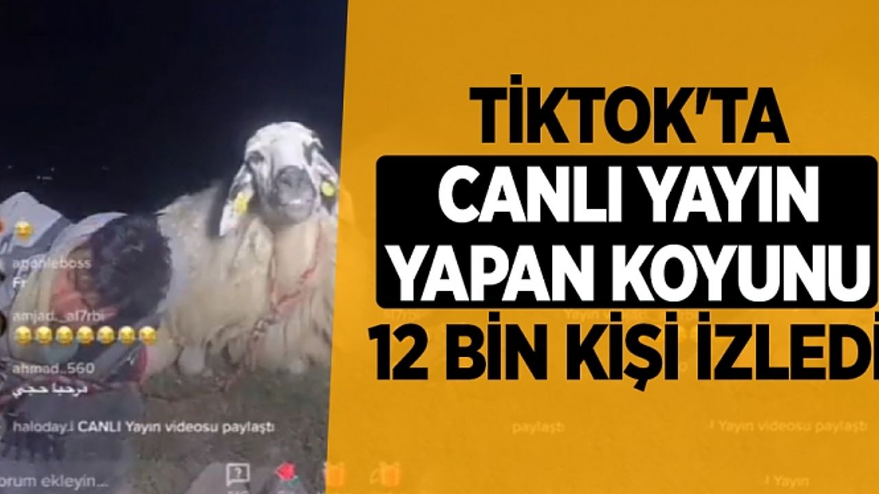 TikTok'ta canlı yayın yapan koyunu 12 bin kişi izledi