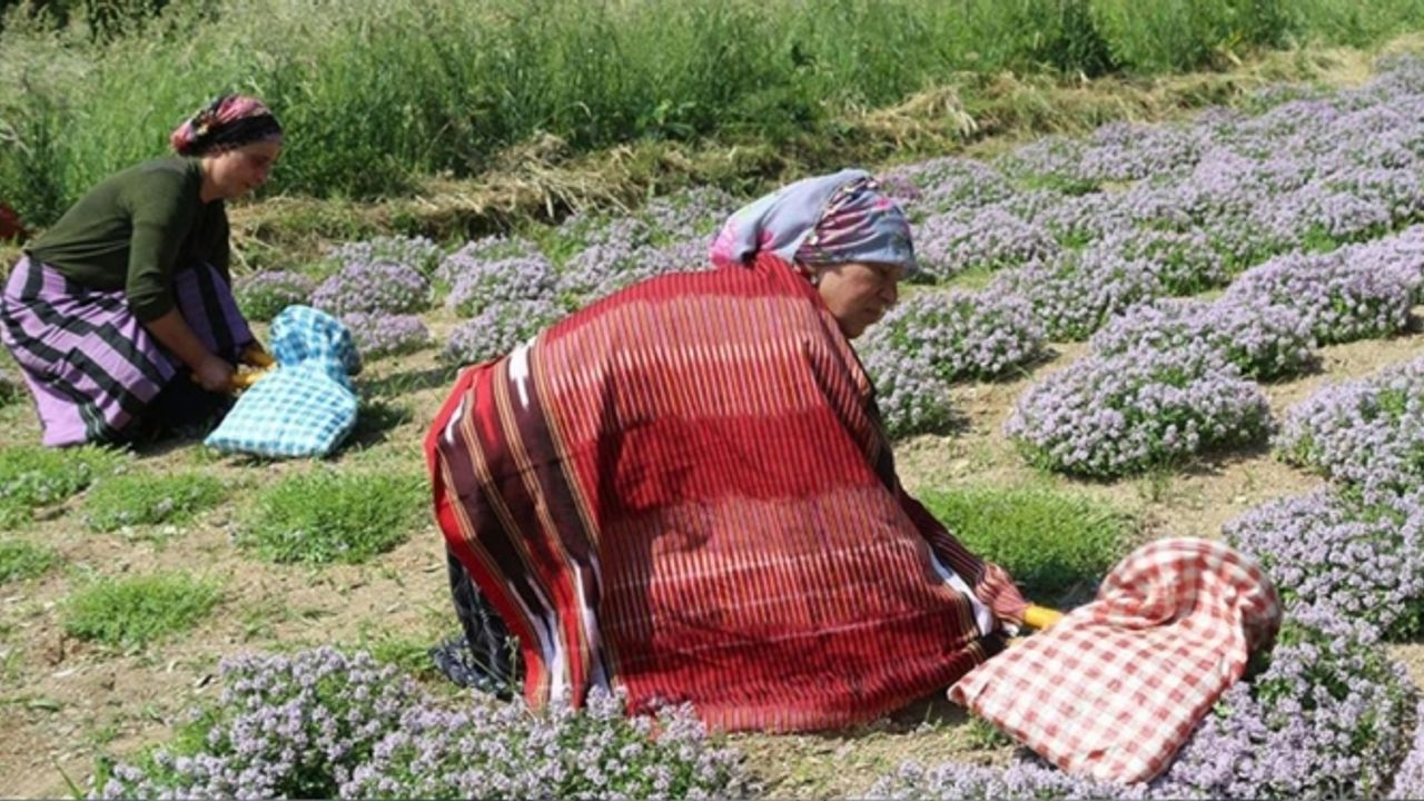 Doğu Karadeniz'de kalkınmaya 2023'te 1 milyar lira destek hedefleniyor
