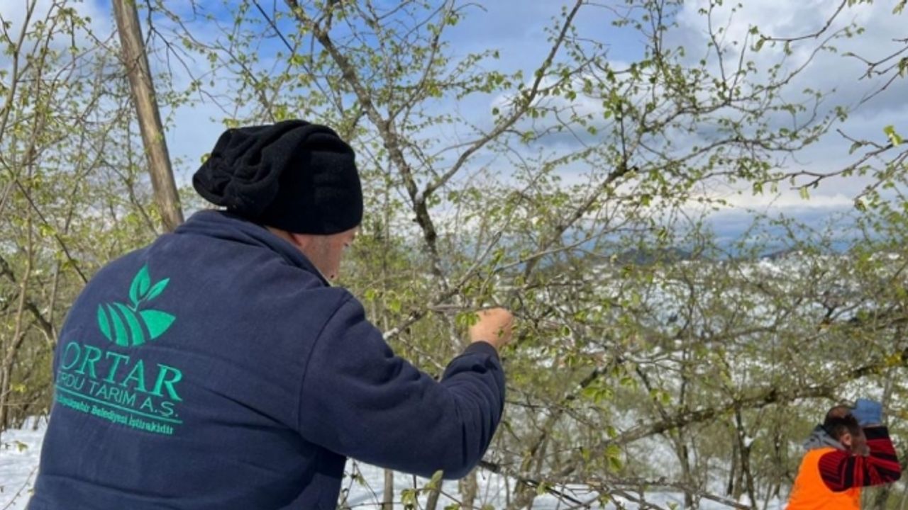 Ordu'da kar ve soğuk hava sonrası fındıkta hasar tespitine başlandı