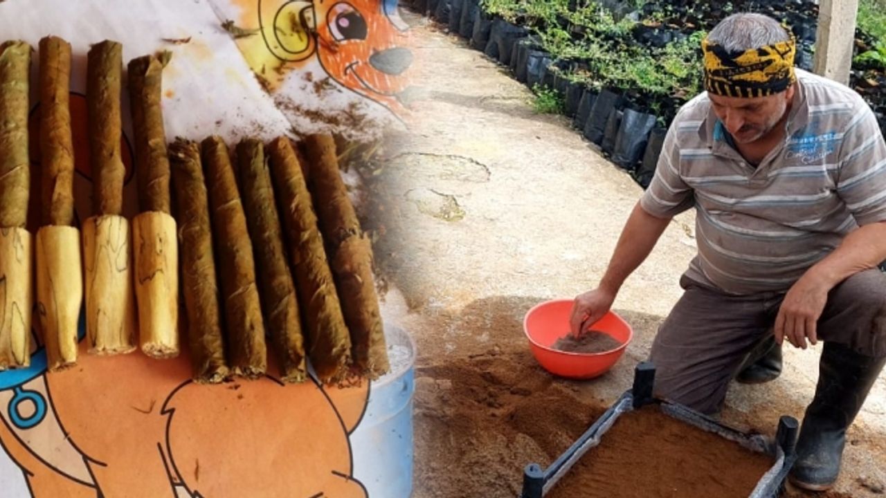 Pazar’da Efsane “puro tütünü” üretimine başladı