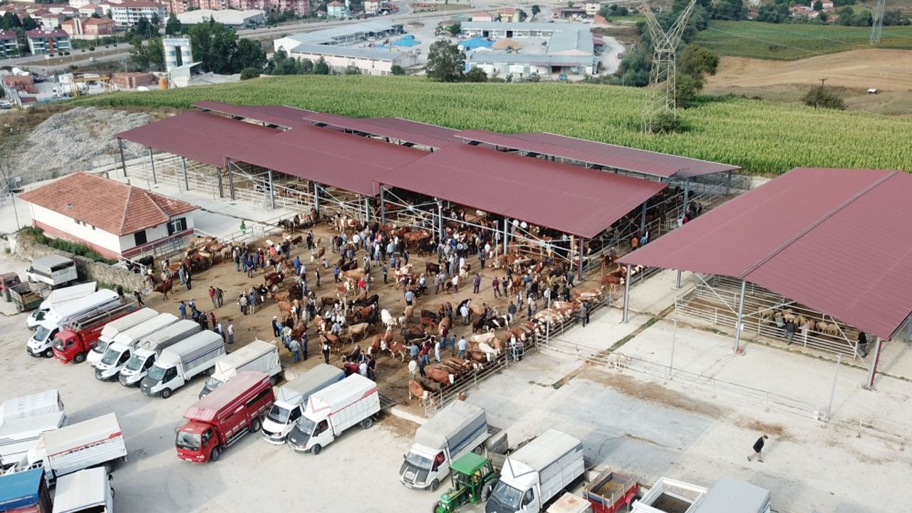 Havza'da canlı hayvan pazarı açıldı