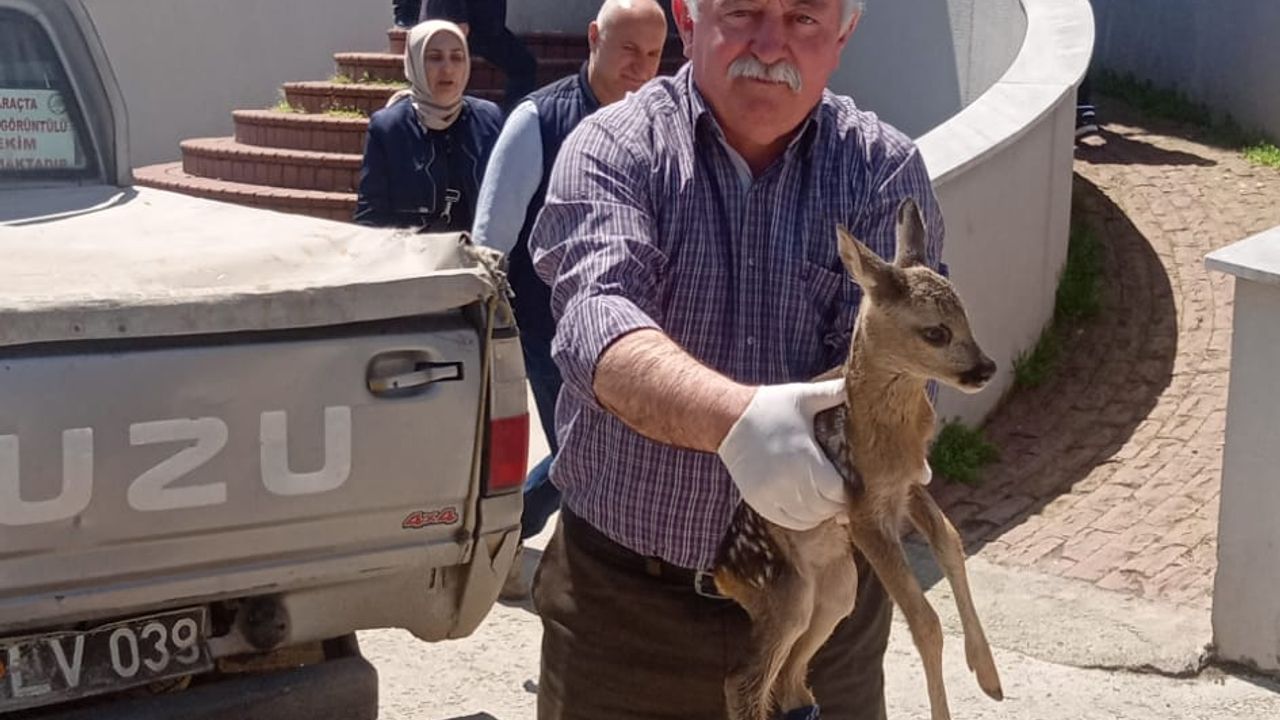Samsun'da yaralı karaca yavrusu tedavi altına alındı