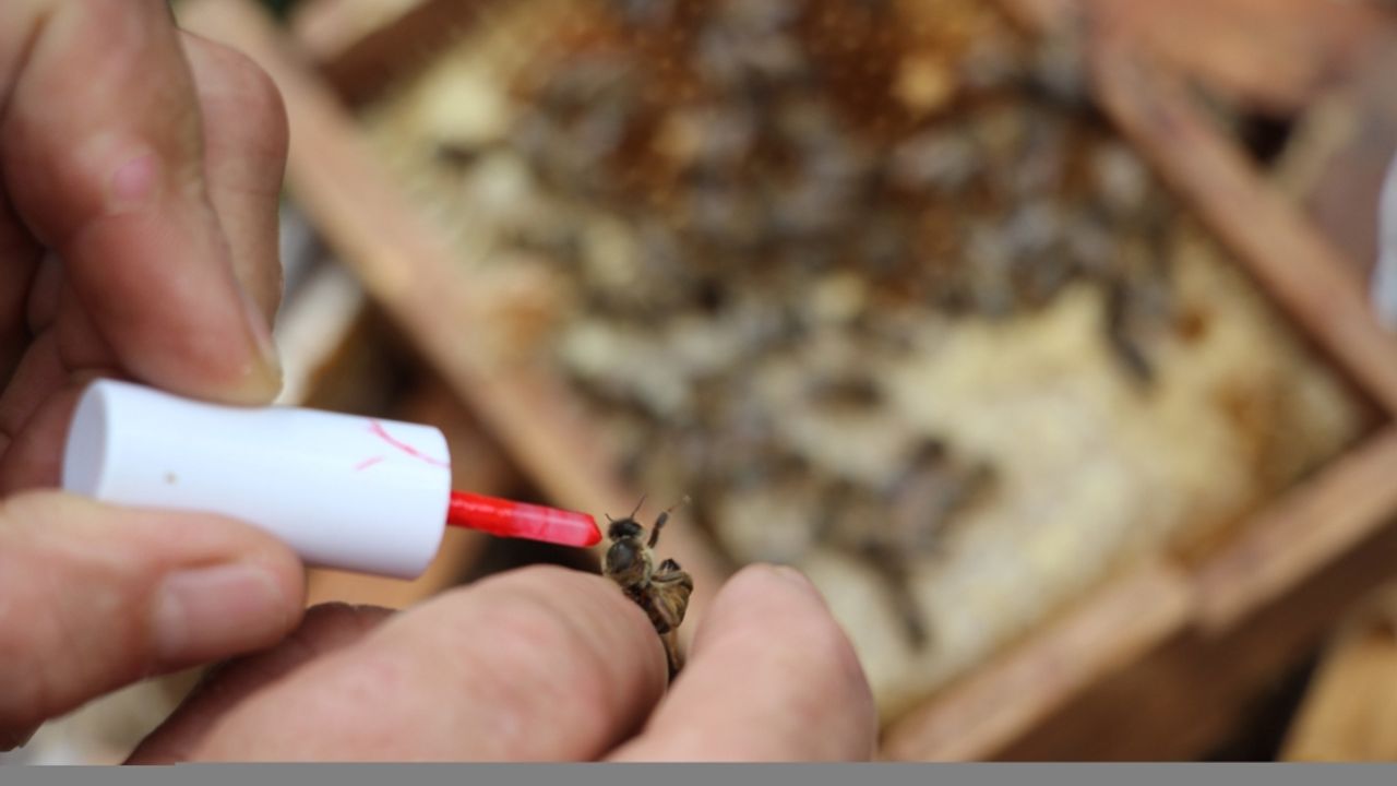 Kadın girişimci, ürettiği ana arı ve balı ülkenin dört bir yanına satıyor