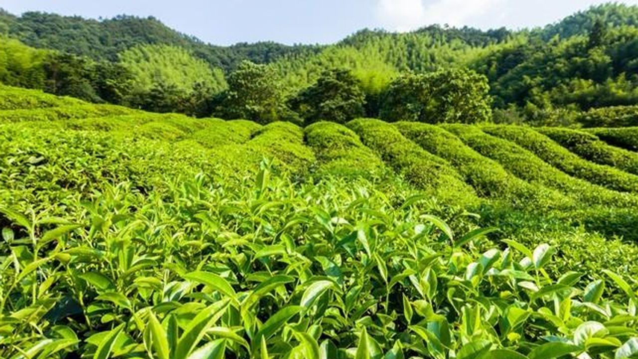 Çay Üreticilerine 30 Kuruş Destekleme Farkı Verilecek