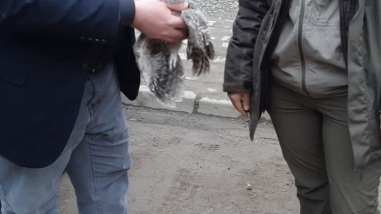 Giresun'da bulunan yaralı baykuş koruma altına alındı