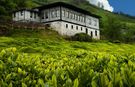 Doğu Karadeniz'de ihracat arttı, Rize'de düştü