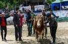 Ayder'de boğa güreşi heyecanı