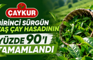ÇAYKUR’dan üreticilere uyarı: Kalan çaylar kontrollü hasat edilsin