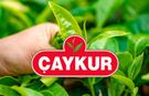 ÇAYKUR birinci sürgünde 259 bin ton yaş çay aldı