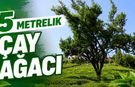 Çayeli'nde yaklaşık 70 yıldır budanmayan çay ağacı görenlerin ilgisini çekiyor