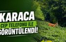 Çay bahçesinde gezinen karaca kamerada
