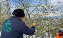 Ordu'da kar ve soğuk hava sonrası fındıkta hasar tespitine başlandı