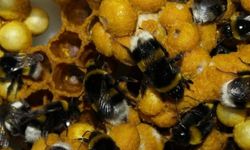Ordu'da "seraların doğal işçisi" olarak bilinen bombus arısı üretildi