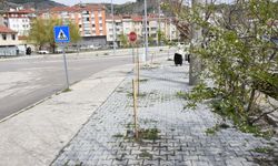 Dikilen fidanlar kimliği belirsiz kişilerce söküldü