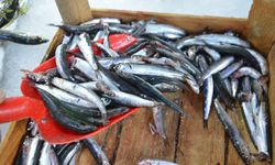 Av yasağı ve olumsuz hava koşulları tezgahlardaki balık fiyatlarını etkiliyor