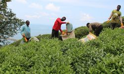 Çay işçilerinin fiyatı giderek artıyor