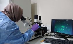 RTEÜ'de mesane kanserinin tedavi yöntemi araştırılıyor