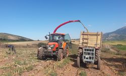 Almus ilçesinde mısır silajı hasadına başlandı