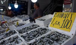 Çayeli’nde balık fiyatları düştü!