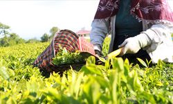 Rize'nin 3 aylık çay ihracatı yüzde 72 arttı