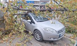 Samsun'da şiddetli rüzgarın devirdiği ağaç otomobillere zarar verdi
