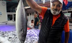 Sinop'ta az miktarda avlanan palamut tanesi 200 liradan satılıyor