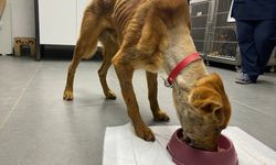 Zonguldak'ta ölmek üzereyken bulunan "Mucize" köpek, çene ameliyatlarıyla hayata tutundu