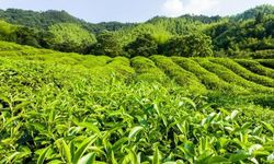 Çay Üreticilerine 30 Kuruş Destekleme Farkı Verilecek