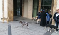 DHMİ'den Rize-Artvin Havalimanı'nda "sahipsiz köpek sorunu" iddialarına ilişkin açıklama