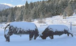 Artvin'de kar nedeniyle 19 köyle ulaşım sağlanamıyor