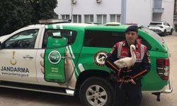 Amasya'da yol kenarında bulunan yaralı leylek tedavi ediliyor