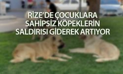 Rize'de sahipsiz köpeklerin saldırısına uğrayan çocuk yaralandı