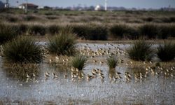 Kızılırmak Deltası Kuş Cenneti'ni geçen yıl 100 bin ziyaretçi gezdi