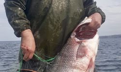 Sinop'ta bir balıkçının ağına 15 kilogramlık levrek takıldı