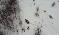 Yaylada karda ilerleyen ayı dron ile görüntülendi