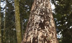 Artvin'de ladin ağaçlarının kurumasına neden olan sekiz dişli kabuk böceğiyle mücadele