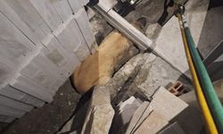 Tokat'ta kapı demirinin altında sıkışan köpeği itfaiye kurtarıldı