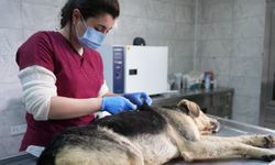 Düzce'deki rehabilitasyon merkezinde 5 yılda 25 bin 711 sahipsiz hayvan tedavi edildi