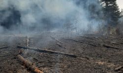 Kastamonu'da enerji nakil hattından sıçrayan kıvılcım ormanda yangına neden oldu