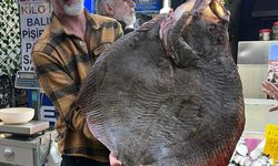 Sinop'ta avlanan 12 kilogramlık kalkan balığı 14 bin 500 liraya satıldı