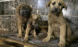 Zifte bulanan 10 köpek yavrusu Kars'taki merkezde temizlendi