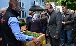 Ayancık'ta vatandaşlara domates ve biber fidesi dağıtıldı