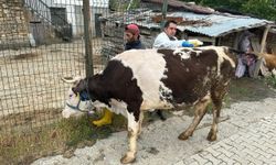 Giresun'da KKKA hastalığına yol açan kenelere karşı mücadele çalışmaları sürüyor