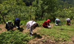 Karadenizli kadınlar topladıkları dağ çileğinden para kazanıyor